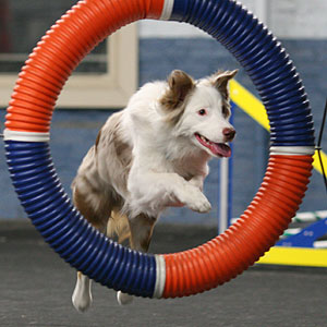 Sunny - Agility Practice